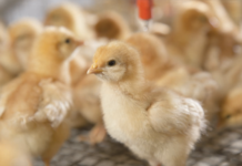 Idratazione dei pulcini: perché le prime ore sono decisive