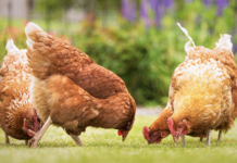 Un approccio pratico al benessere avicolo