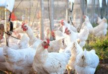 Malattie batteriche del pollame nell’era post-antibiotica