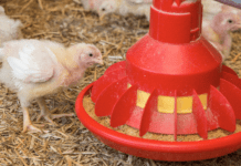 Malattia di Newcastle, un pericolo attuale