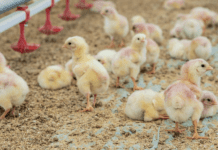 Soluzioni probiotiche per un corretto supporto della salute intestinale e delle prestazioni nel settore avicolo