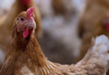 Uno sguardo all’industria avicola mondiale del futuro