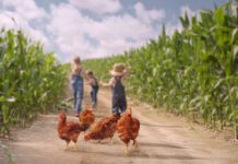 I polli a lenta crescita SASSO offrono al mercato italiano una diversità genetica performante