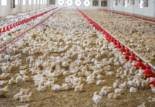 Enterite necrotica nei broiler