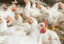 Può una miscela di saponine e alluminosilicato indurre una resilienza nel pollo verso la coccidiosi?