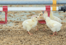 Integrità intestinale e infiammazione: come influisce sulla composizione del microbiota e che conseguenze ci sono sulla produzione?