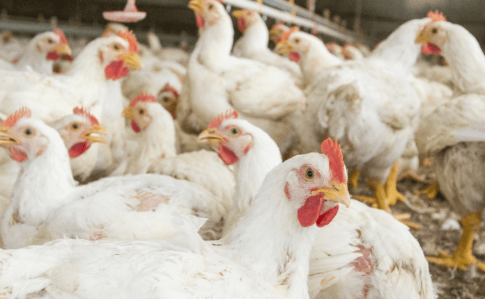 broiler - coccidiosi