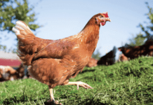 Combattere lo stress da caldo nelle ovaiole