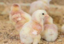 Pseudopeste aviare, ultimi aggiornamenti