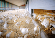 BroilerNet, premiate le buone pratiche ‘top’ in Europa