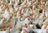 Aggiornamento DG AGRI: andamento del mercato avicolo UE