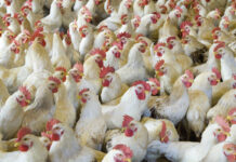 Aggiornamento DG AGRI: andamento del mercato avicolo UE