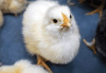 Combattere la disbiosi nel broiler: l’immunità si accende, l’infiammazione si spegne