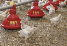 L’Impatto dei Probiotici Bacillus sulla Crescita e Salute dei Polli