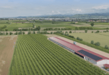 Passione e dedizione in un’azienda familiare di galline ovaiole in Veneto