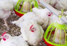 Salute intestinale e funzioni cerebrali: implicazioni negli avicoli