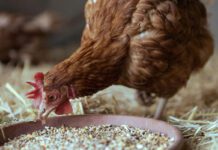 La gestione del fosforo e del calcio nei monogastrici