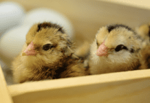 La salute intestinale negli avicoli come fattore critico per la produzione senza utilizzo di antibiotici