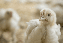 Brasile, buone dinamiche del settore avicolo nel 2024