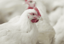 La fitasi di quarta generazione per la nutrizione animale