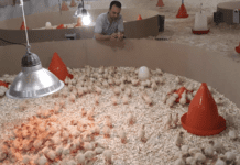 Problemi comuni durante le prime settimane di pulcinaia del tacchino