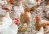 Plukon Belgio interrompe il pollo Better Chicken Commitment