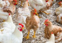 Aspetti chiave sui riproduttori broiler a lenta crescita