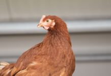 TechnoSpore®: il nuovo probiotico che combina il meglio dei due mondi ora per le pollastre da riproduzione e da deposizione