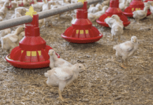 Confronto tra probiotici con Bacillus multispecie su per-formance, salute intestinale e digeribilità dei nutrienti nei broiler