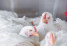 Salmonella nei polli: meccanismi d’infezione e strategie vaccinali