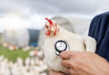 Influenza aviaria ad alta patogenicità: aggiornamento della situazione epidemiologica in Italia