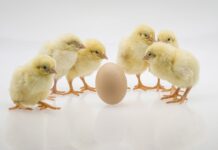 Annunciate a Fieravicola le linee guida per il sessaggio in ovo