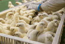 La tecnologia innovativa di PHOTOCATALYTIC GATE® protegge incubatoi e allevamenti da batteri e virus