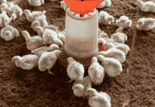 Le proteine derivanti da insetti sono un’opzione sostenibile per le diete degli avicoli?