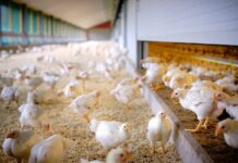 Va avanti il progetto BroilerNet sulla sostenibilità del settore avicolo europeo
