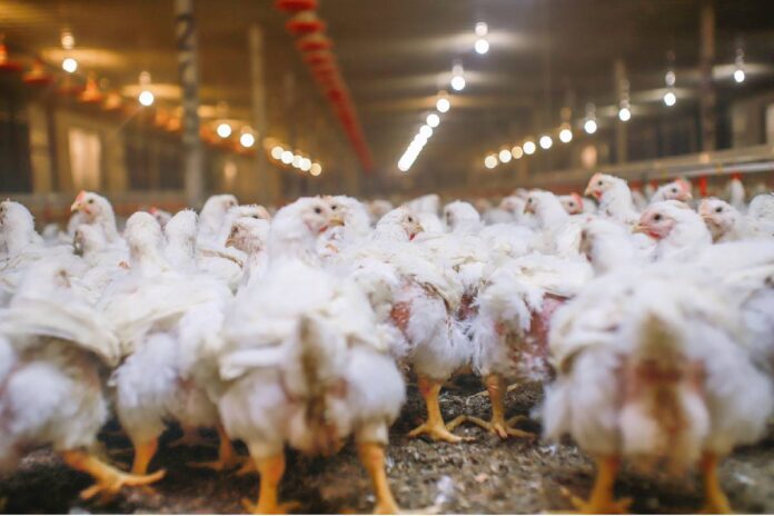 Newcastle disease