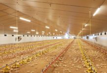 I programmi luminosi per i broiler continuano la loro evoluzione