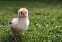 Sustell™: calcolare in modo semplice la carbon foot-print