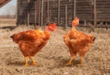 Ovaiole rustiche SASSO: robuste e produttive