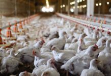 AraMix®: la soluzione innovativa per il controllo dell’acaro rosso del pollo