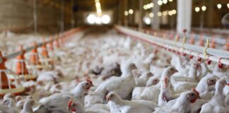 AraMix®: la soluzione innovativa per il controllo dell’acaro rosso del pollo