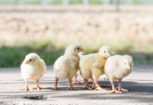 Gestione precoce delle galline ovaiole