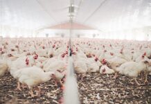 Influenza aviaria: a Foz do Iguaçu il primo forum globale per affrontare un rischio sempre più concreto