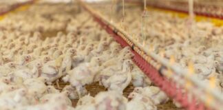 Biosicurezza: definiti gli obiettivi 2026 dei controlli ufficiali nei settori avicolo e suinicolo