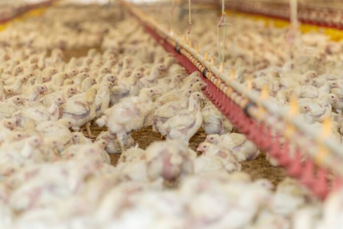 Influenza aviaria italia