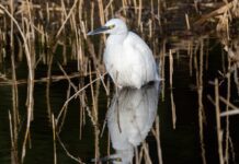 Influenza aviaria: aironi e fagiani possibili “ospiti ponte” verso gli allevamenti avicoli