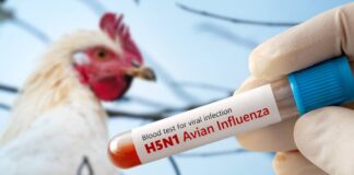 Influenza aviaria in calo, ma cresce l’attenzione per la migrazione autunnale