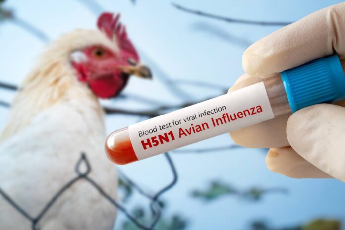 influenza aviaria H5N1