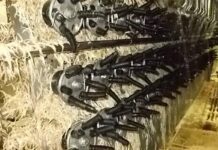 Spennatura delle carcasse: togliere le piume proteggendo la qualità