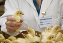 Come valutare il riempimento del gozzo